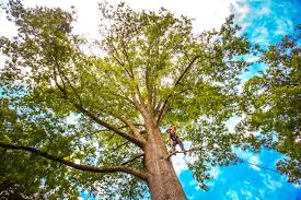 Best Tree Risk Assessment  in Highland Falls, NY